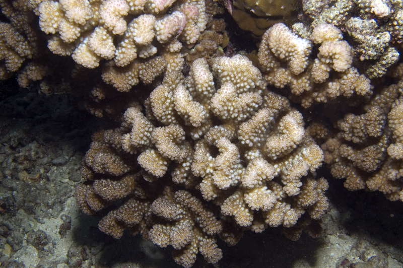 Pocillopora woodjonesi